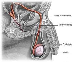 Jalur Reproduksi Sperma